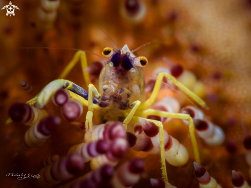 A Brook's Shrimp 