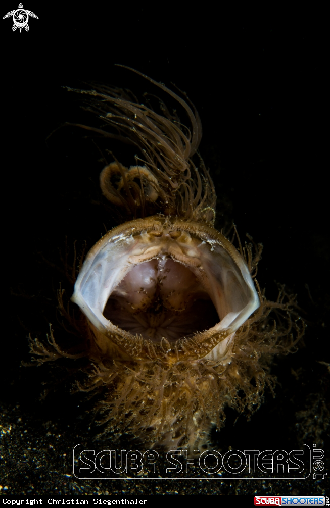 A Hairy frogfisch
