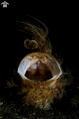 A Hairy frogfisch