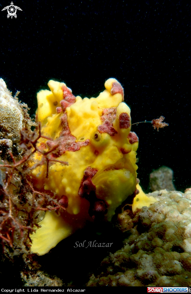 A warty frogfish
