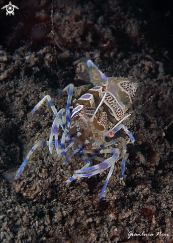 A Periclimenes amethysteus | Gamberetto fantasma