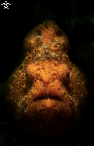 A Painted Frogfish