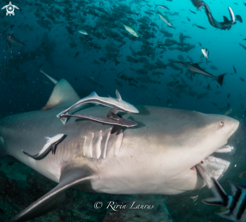 A Bull Shark with her Tuna's Head