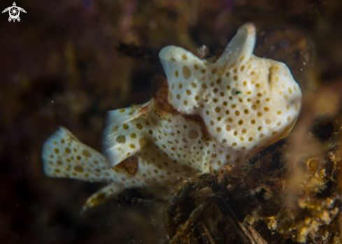 A Painted frogfish plus shrimps