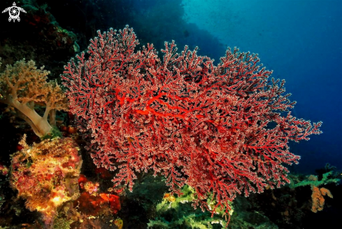 A soft corals