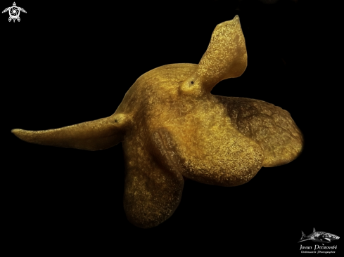 A  (Lymnaea stagnalis) | Slatkovodni puž / Freshwater snail.