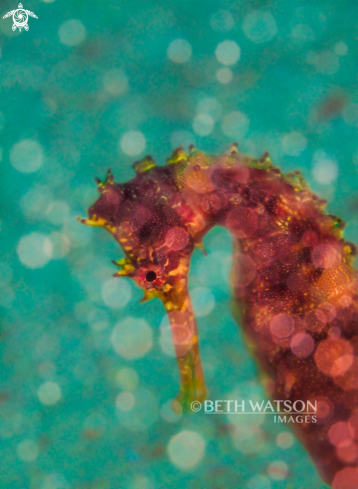 A Hippocampus | Seahorse