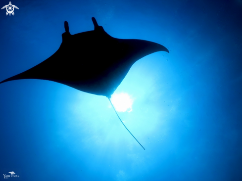 A Manta Manta