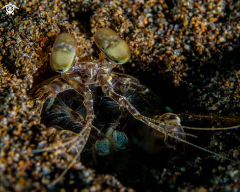 A Spearing mantis shrimp