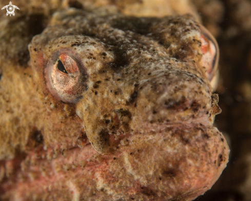 A Brachysomophis henshawi | Stargazer snake eel