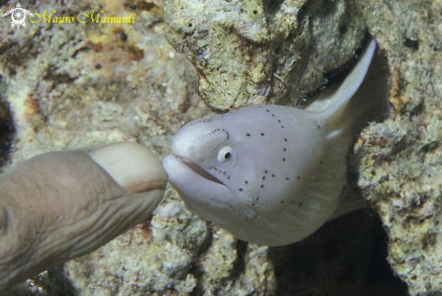 A Puppy moray