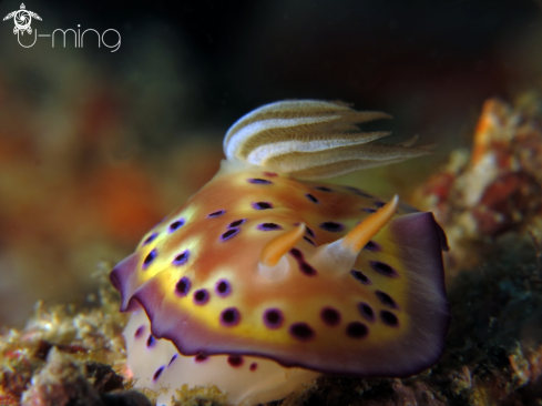 A Chromodoris