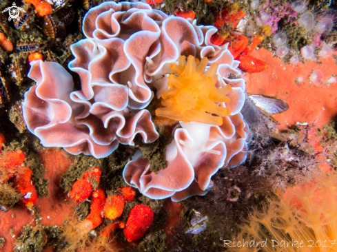 A Frilled Nudibranch