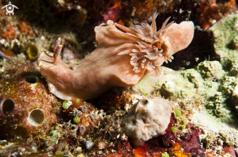 A nudibranch