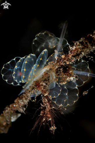 A Cyerce elegans Nudibranch