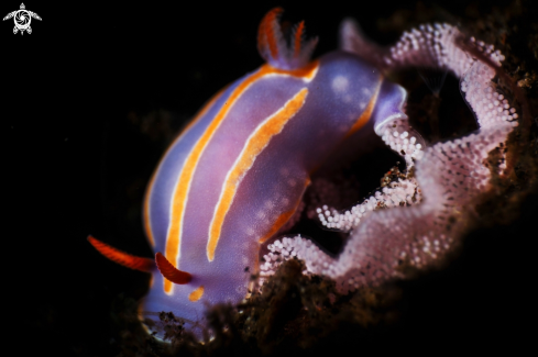 A Mexichromis Nudibranch