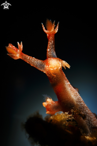 A Bornella sp. Nudibranch