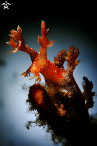 A Bornella sp. Nudibranch