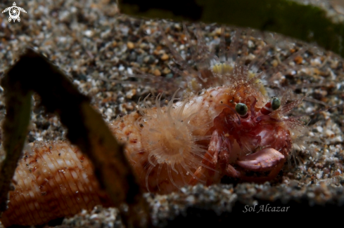 A underwater creature