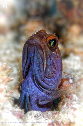 A Opistognathus dendriticus | Jaw Fish