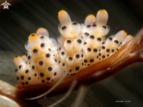 A Doto Nudibranch