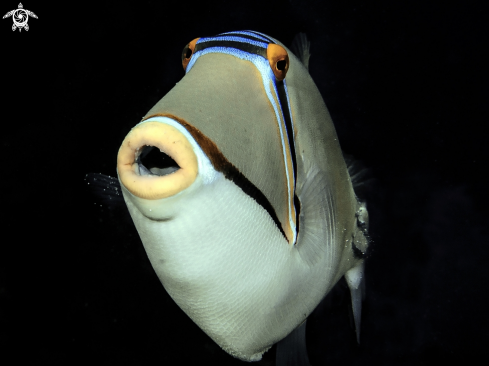 Picasso triggerfish