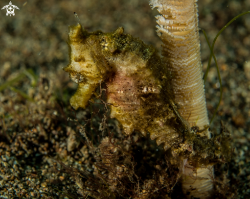 A Hippocampus histrix | Thorny seahorse