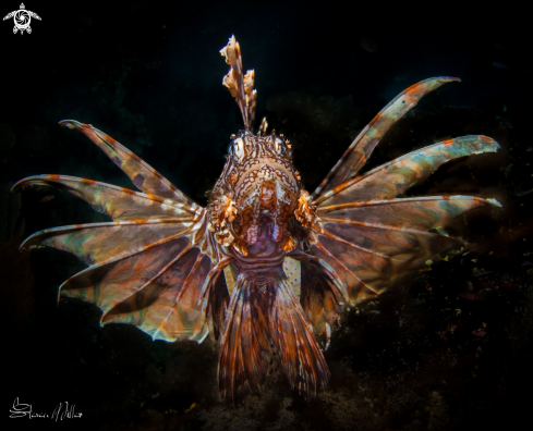 A Lionfish