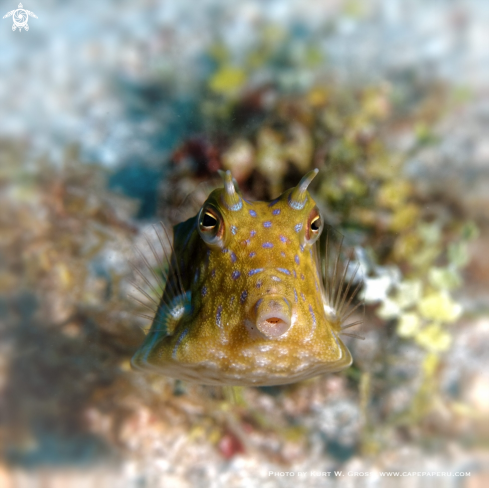 A Lactoria cornuta | Box Fish
