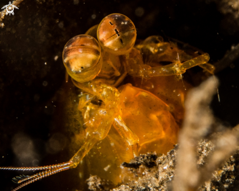 A Odontodactylus brevirostris | Short Beak Mantis shrimp,