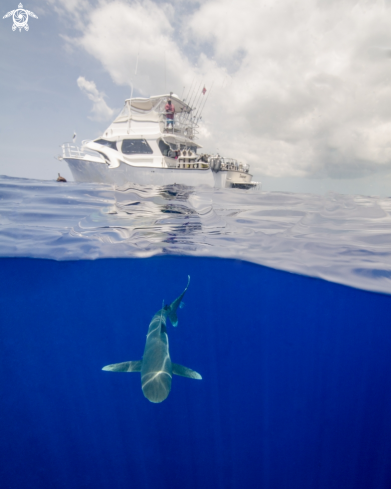 A Oceanic White Tip Shark