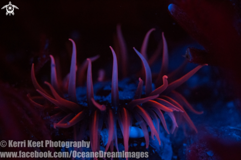 A Anemone