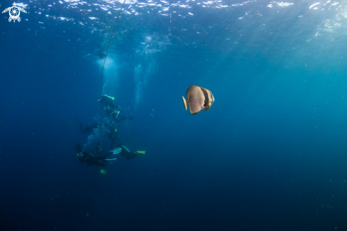 A Orbicular batfish