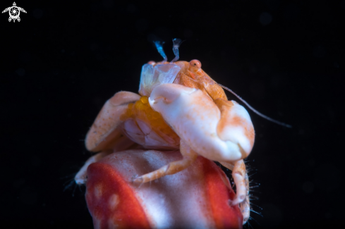 A Crab with egg