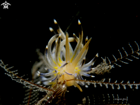 A Nudi