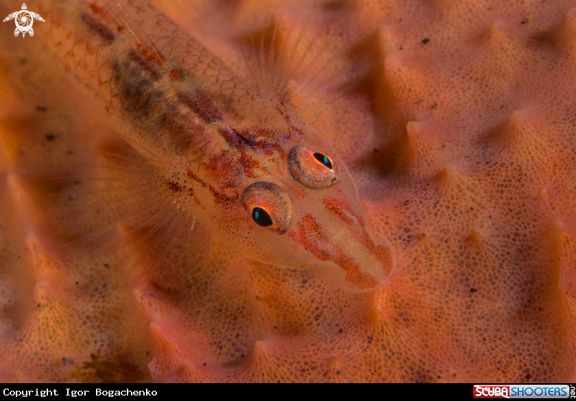 A Translucent Coral Goby 