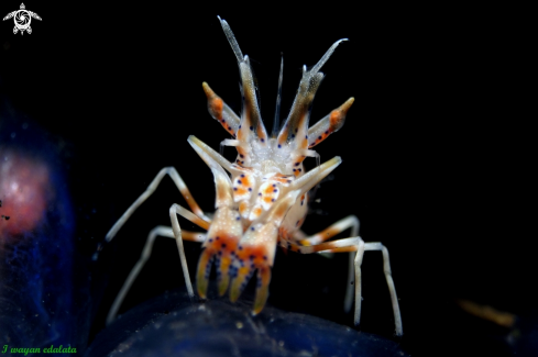 A Tiger Shrimp | Tiger Shrimp