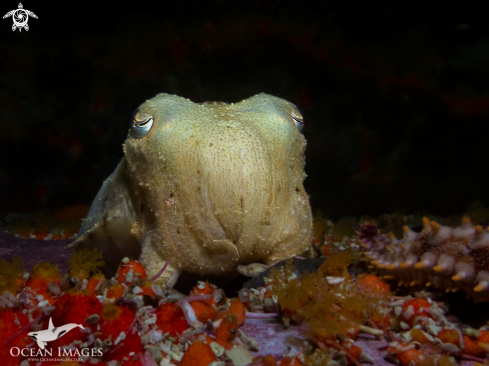 A Cuttlefish