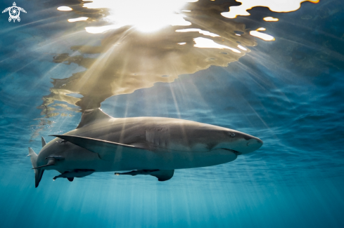 A Lemon Shark 