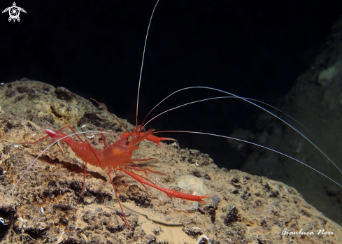 A Stenopus spinosus | Gambero meccanico