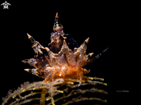 A Nudibranch