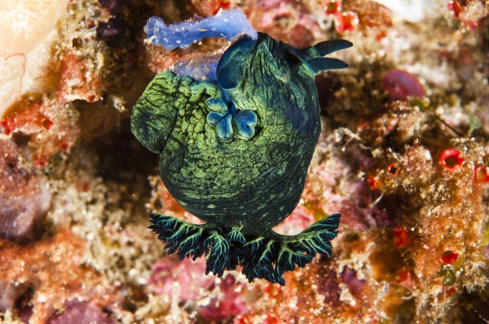 A nudibranch