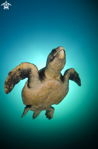 A Loggerhead Turtle