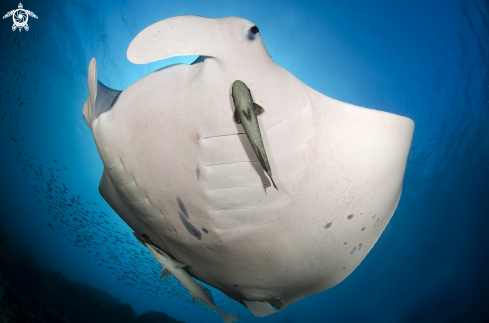 A Manta alfredi | Manta Ray