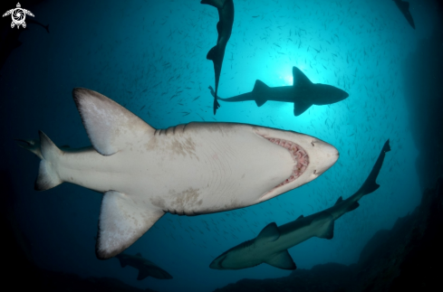 A Grey Nurse Shark