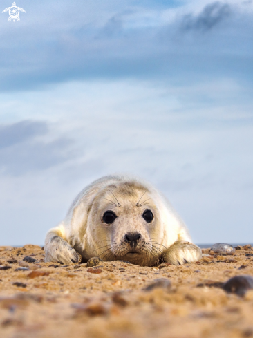 A Halichoerus grypus | Grey Seal (pup)