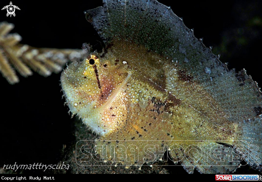 A Leaf scorpionfish 