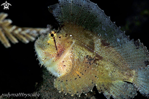 A Taenianotus triacanthus | Leaf scorpionfish 