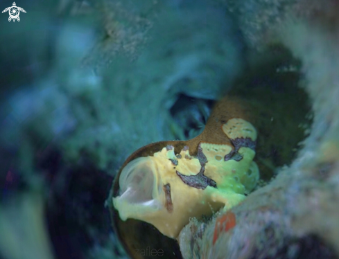 A Painted Frogfish