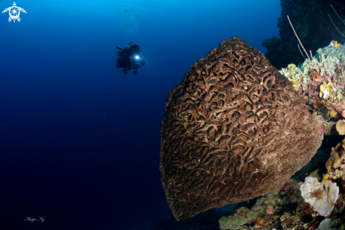 A Sponges coral